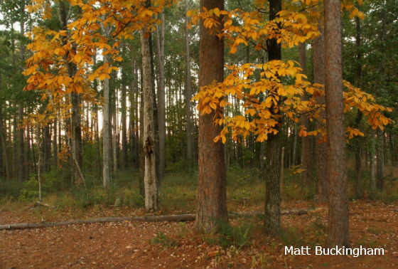 Sabine National Forest