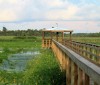 Cattail Marsh Scenic Wetlands